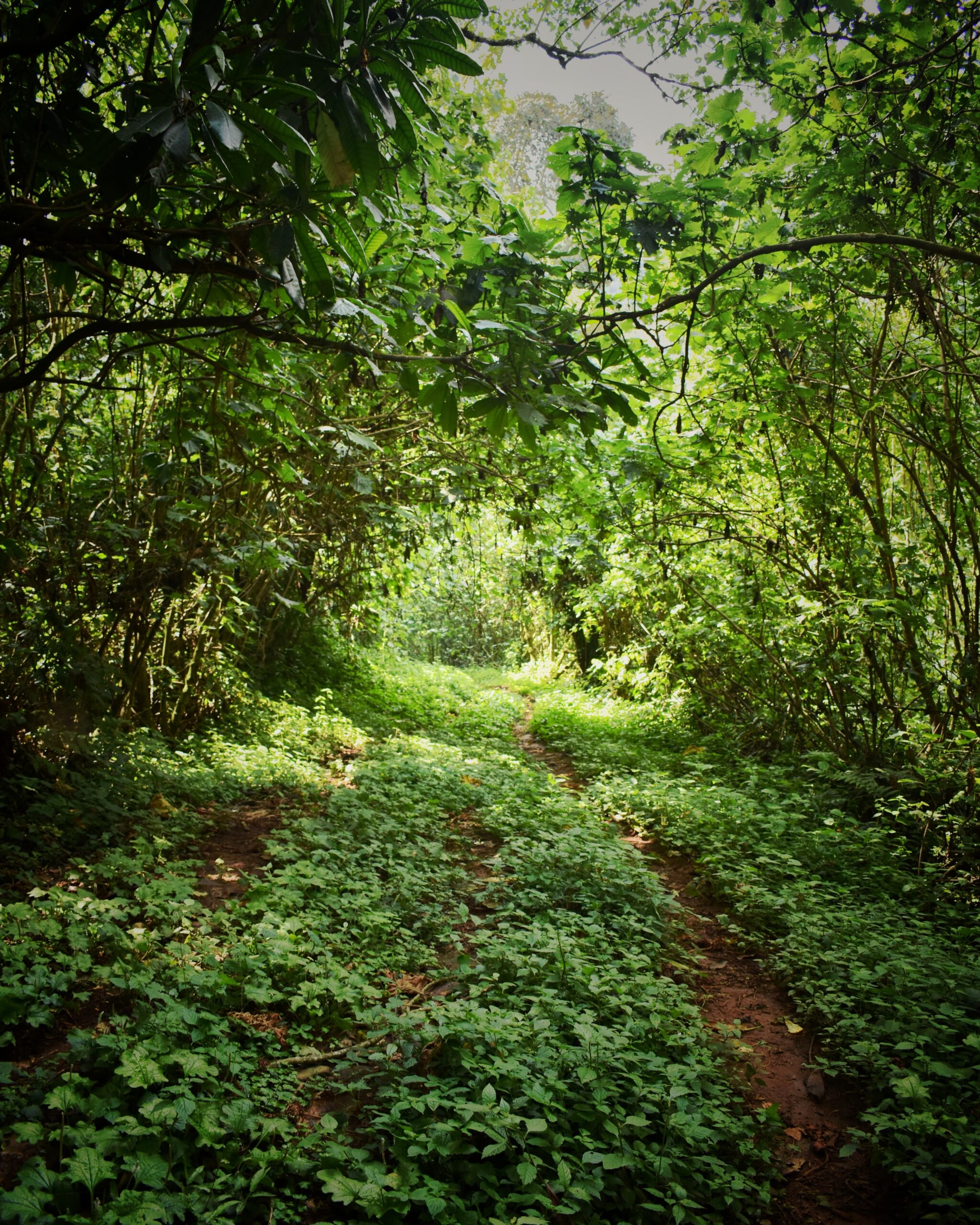 Inside the Mau Forest complex near Bomet, Kenya