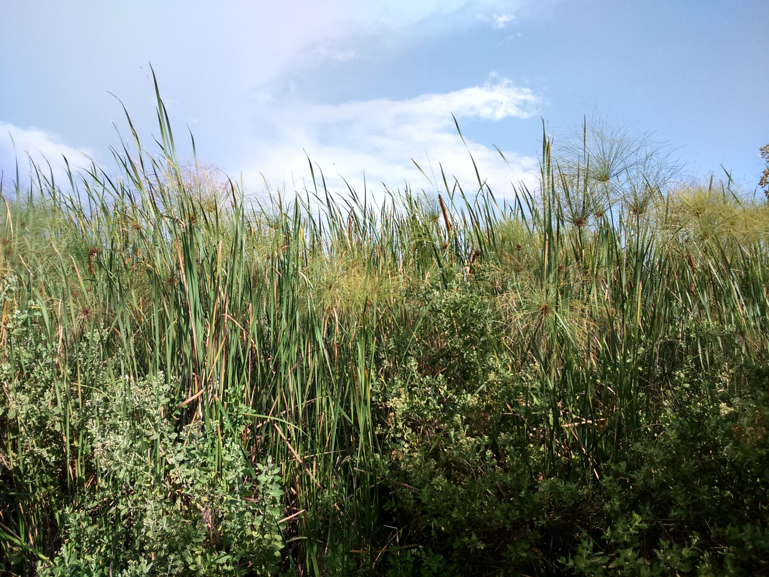 Papyrus wetland at Lake Kanyaboli in the Yala Swamp, Siaya County, Kenya
