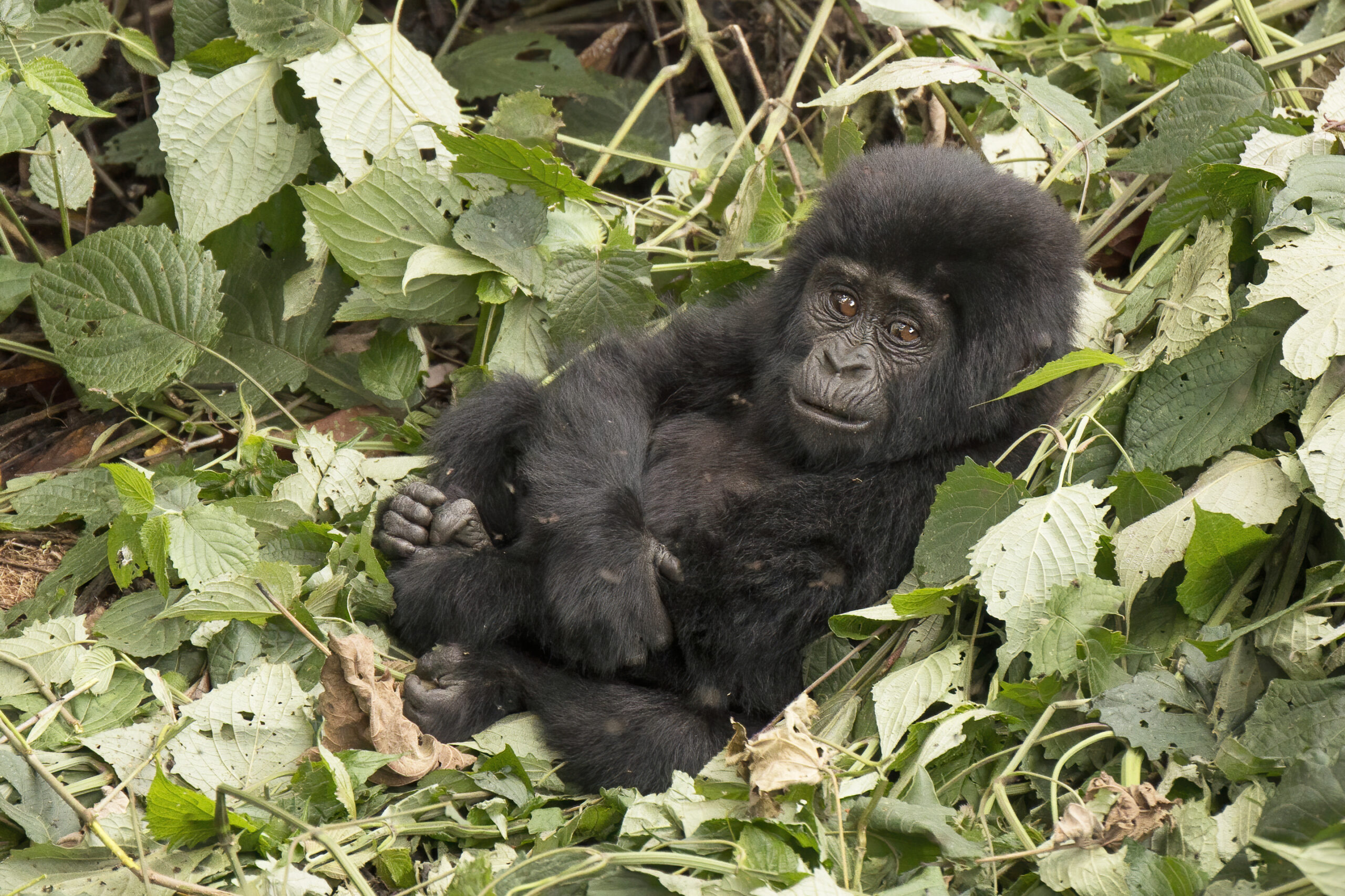 Uganda