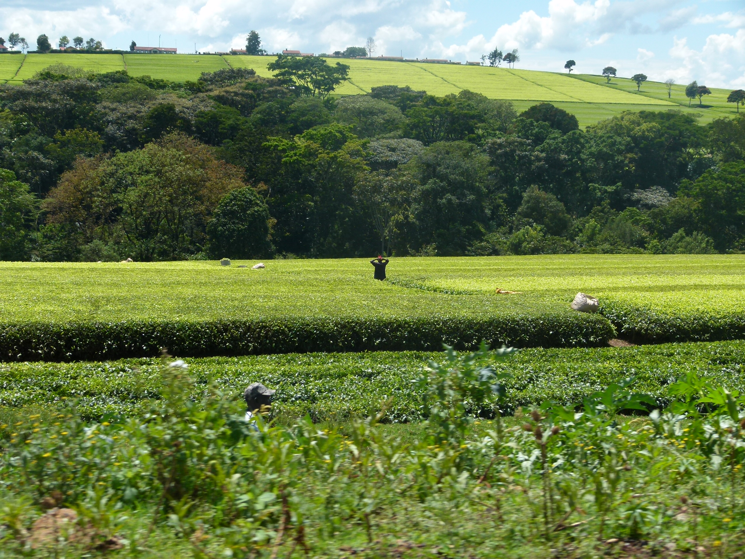 Tea plantations in the Kericho-Bomet tea country, South Rift, Kenya