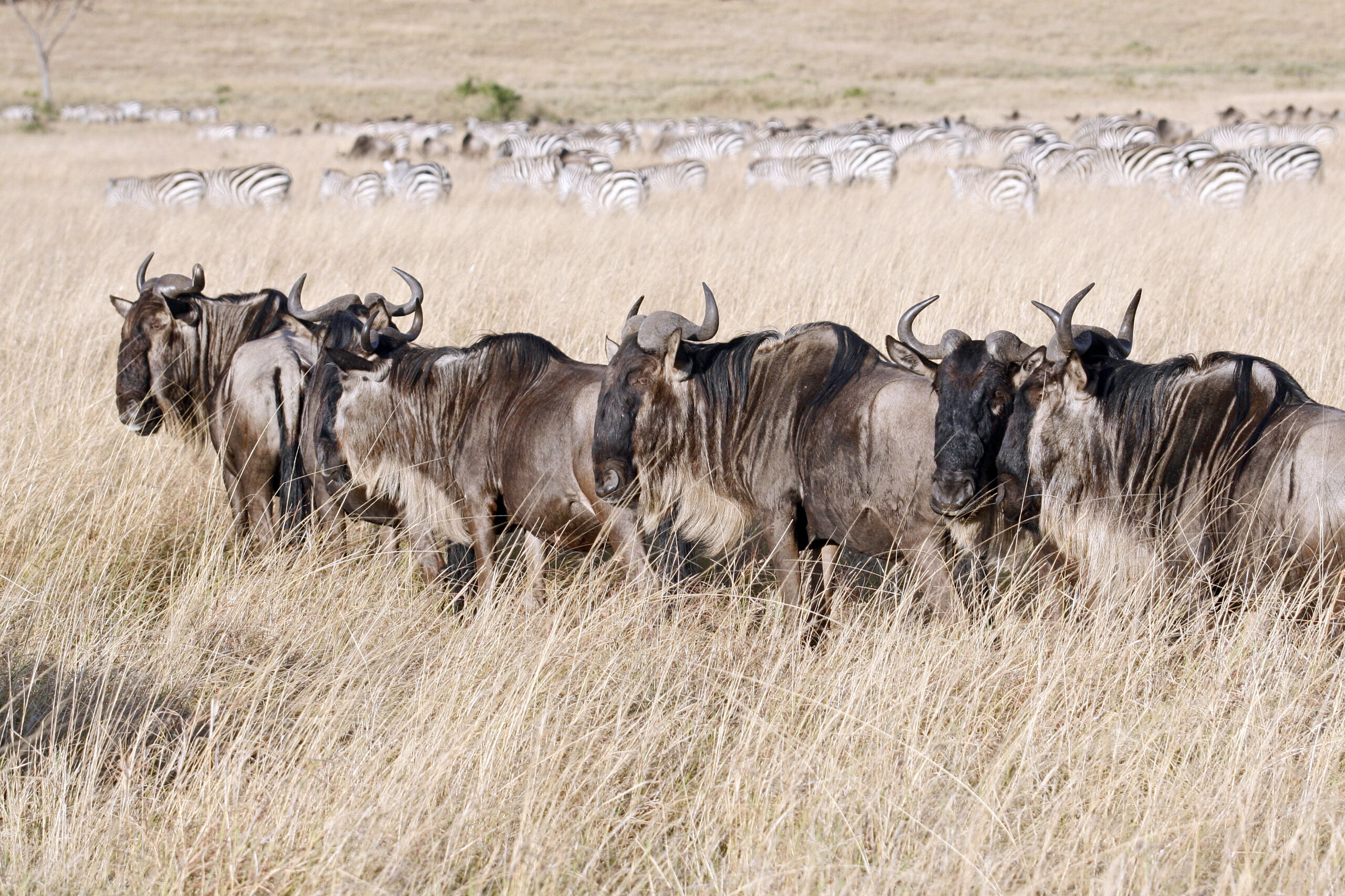 Wildebeest herd grazing in the Maasai Mara National Reserve