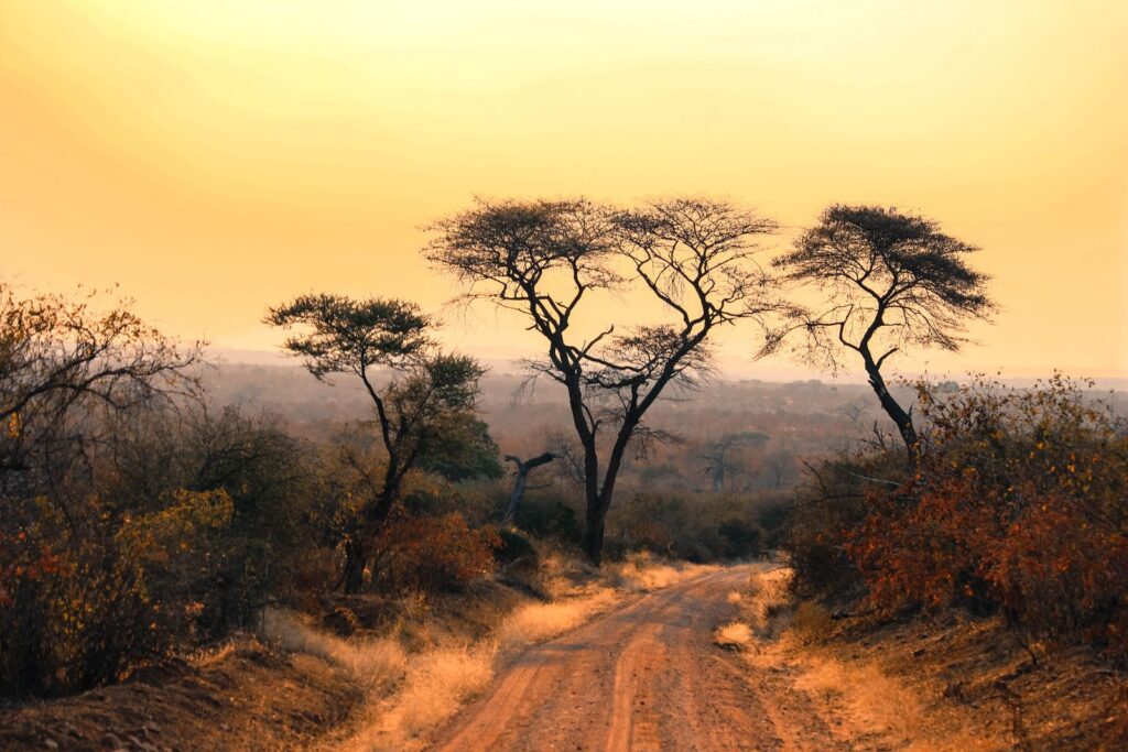 Maasai Mara savannah at sunset with acacia trees, Kenya