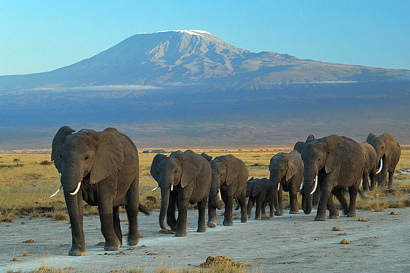 Amboseli vs Maasai Mara: Which Kenya Safari Park Should You Choose