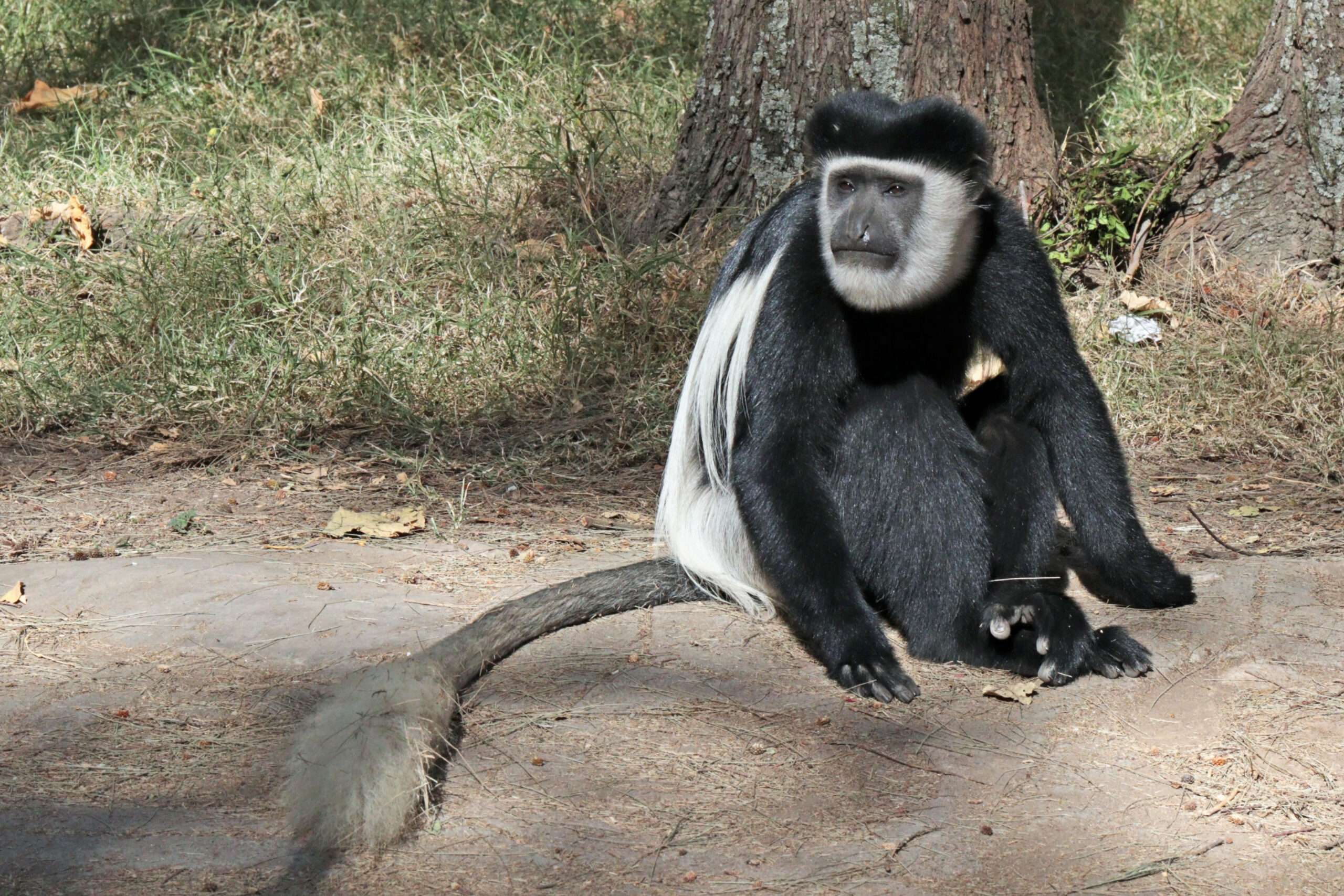 A black-and-white colobus monkey, the species found in Kakamega Forest