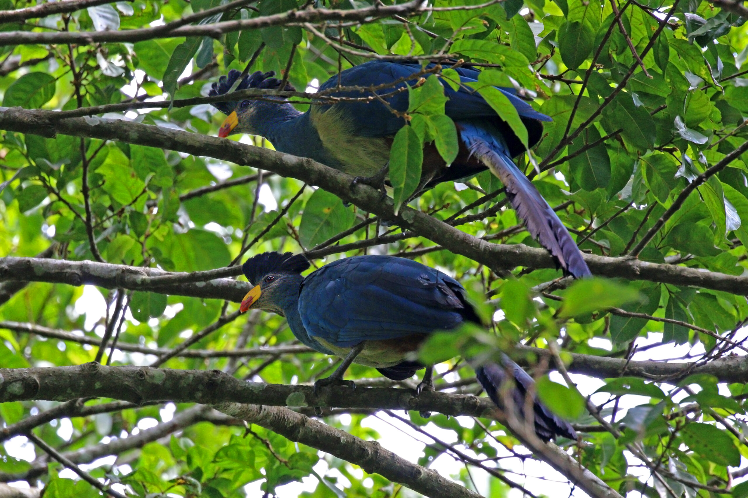 Kakamega Forest: Kenya’s Only Rainforest, Birds and Rare Primates