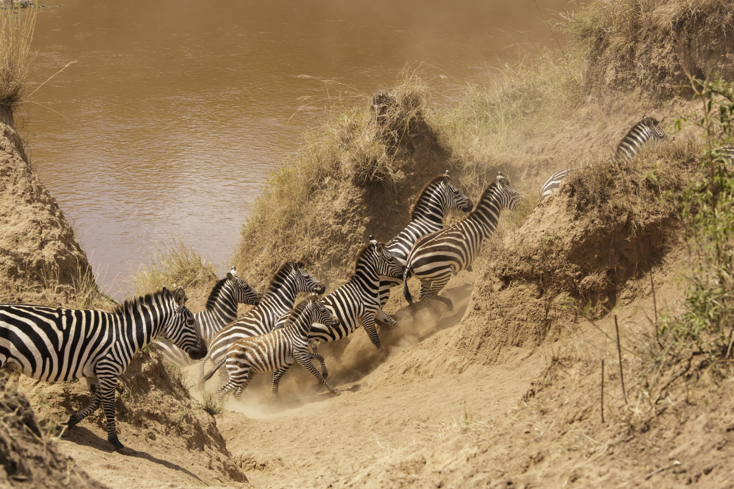 Maasai Mara Great Migration: A Month-by-Month River Crossing Guide