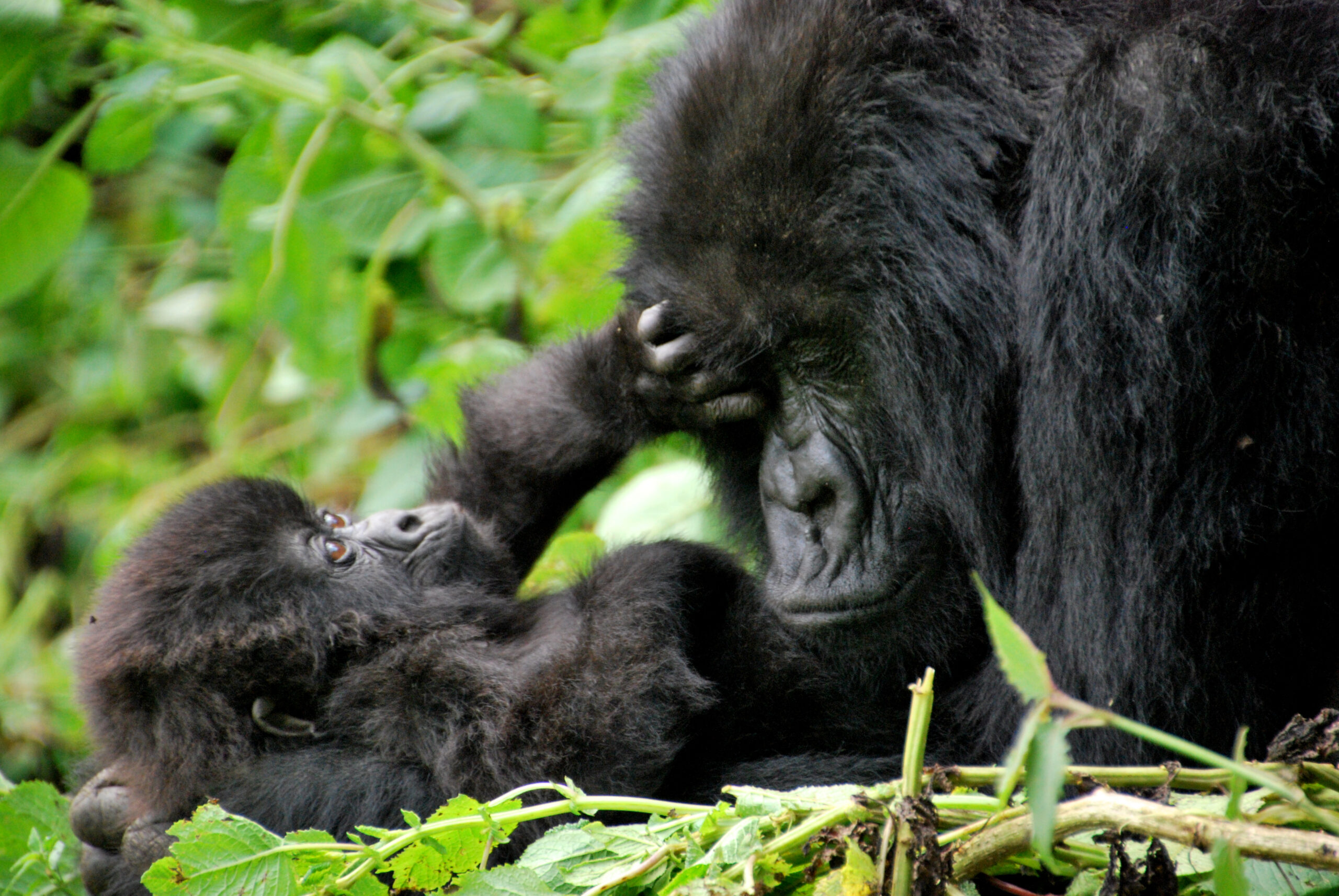 Rwanda Gorilla Trekking: Permits, Cost and What to Expect