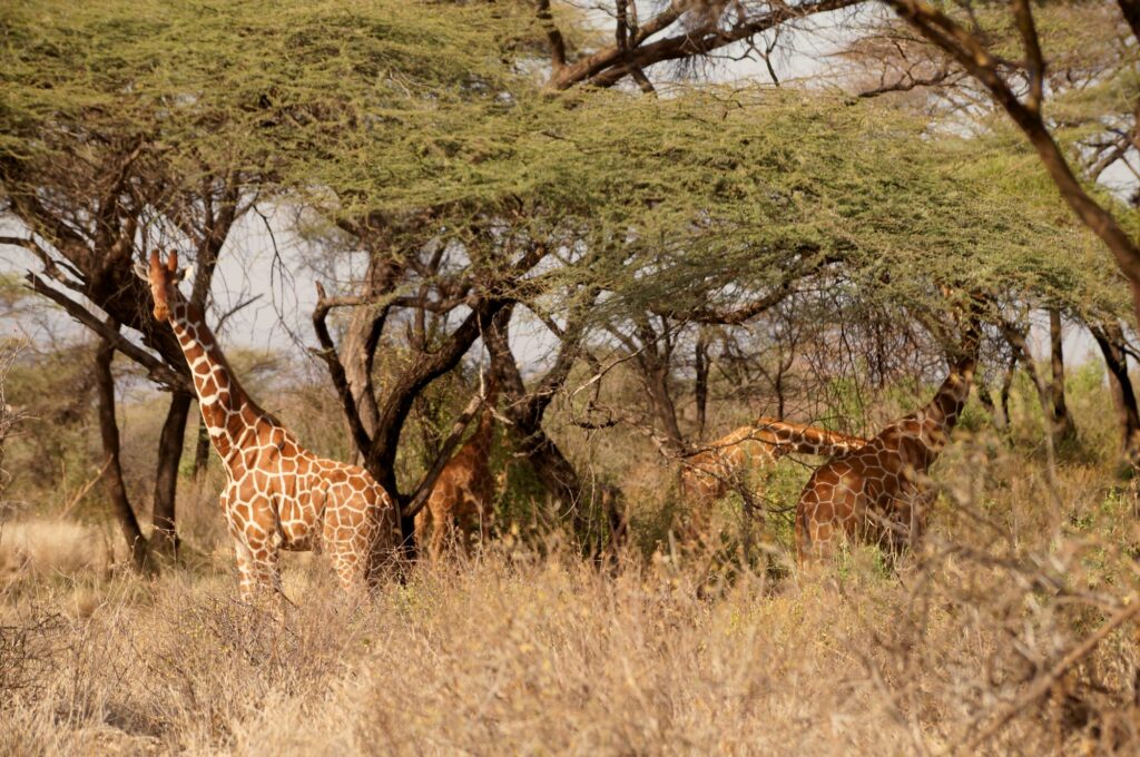 Reticulated giraffes in the Kenyan savanna